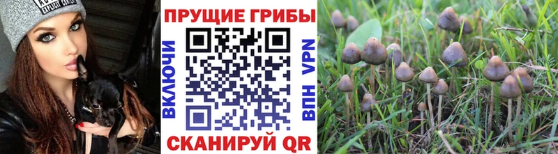 Галлюциногенные грибы Psilocybine cubensis  Тырныауз 